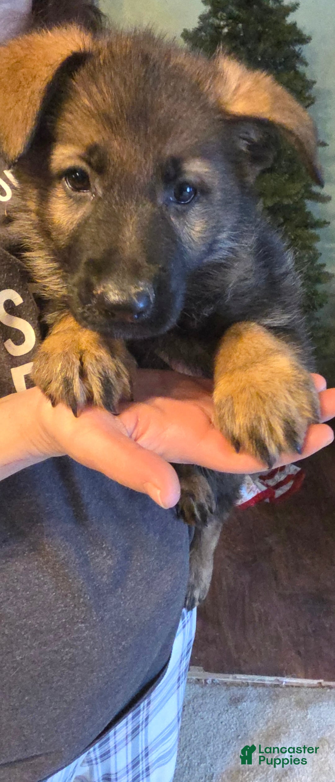 German Shepherd dogs for sale: German Shepherd Puppy 1 - Ad 3