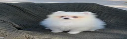Pomeranian dogs for sale: Baron  - Ad 2