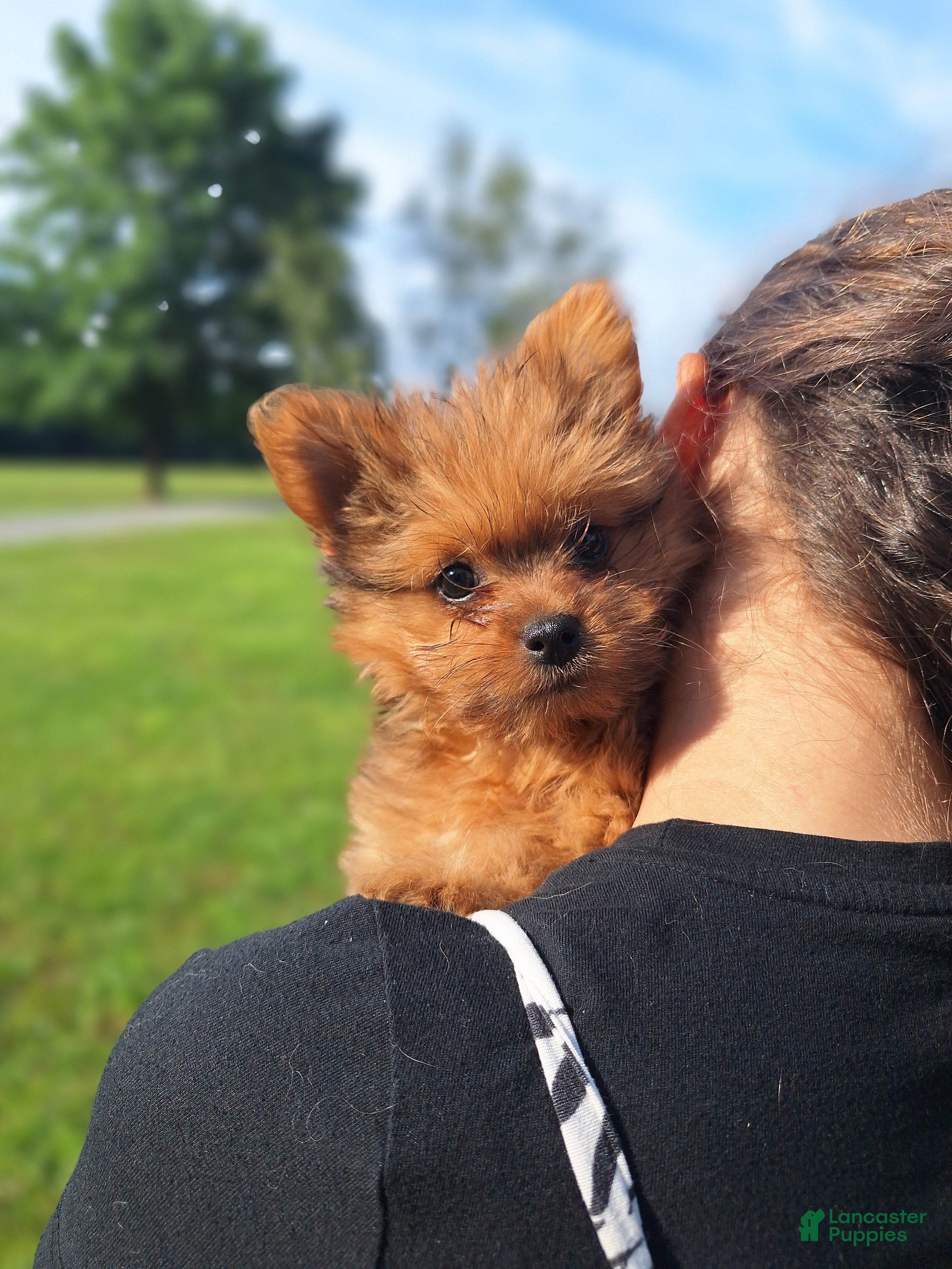 Mixed Breed dogs Lucky - Ad 1