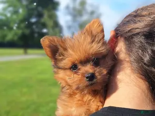 Mixed Breed dogs for sale: Lucky - Ad 4