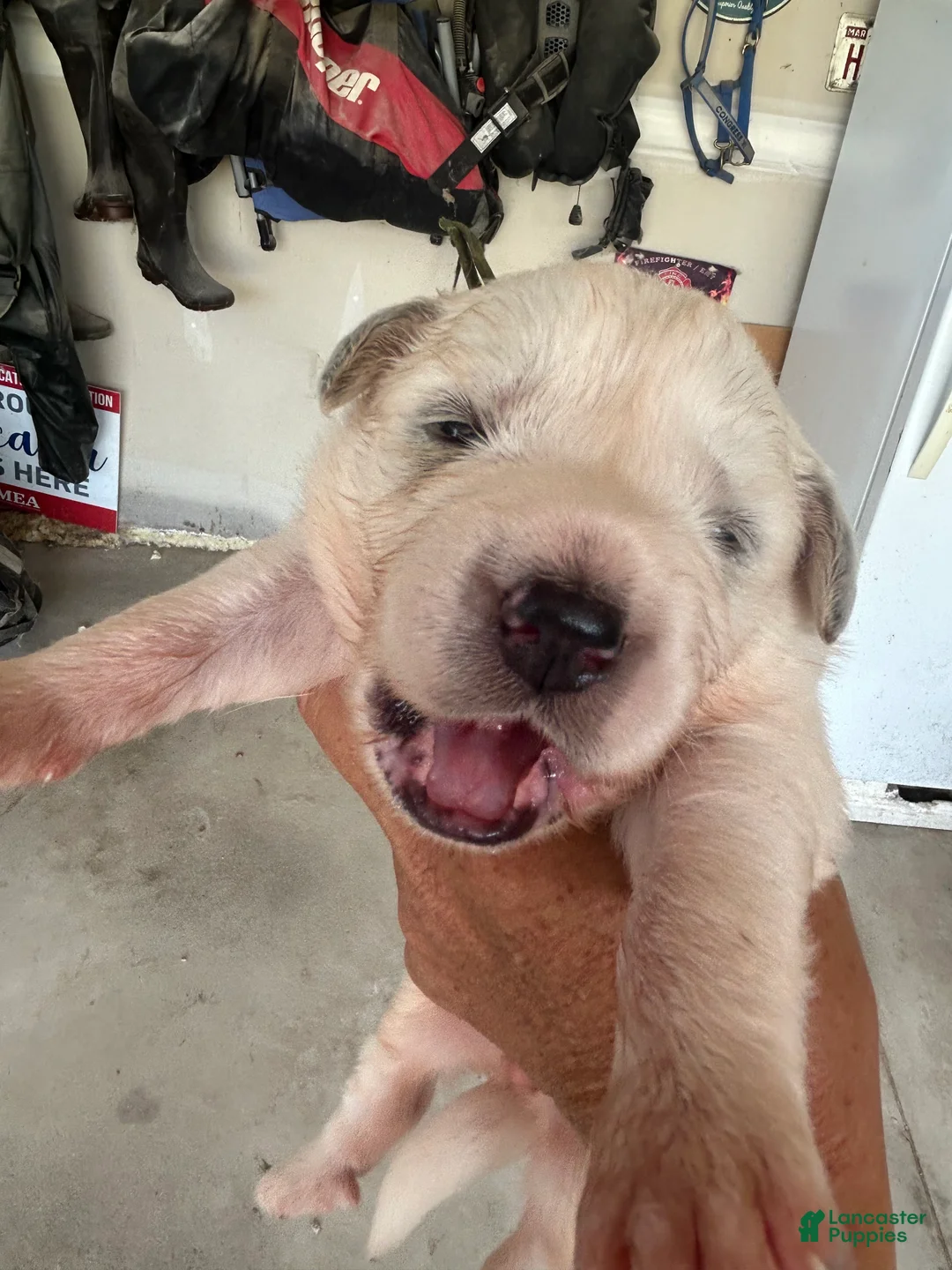 Great Pyrenees dogs for sale: Franklin - Ad 1