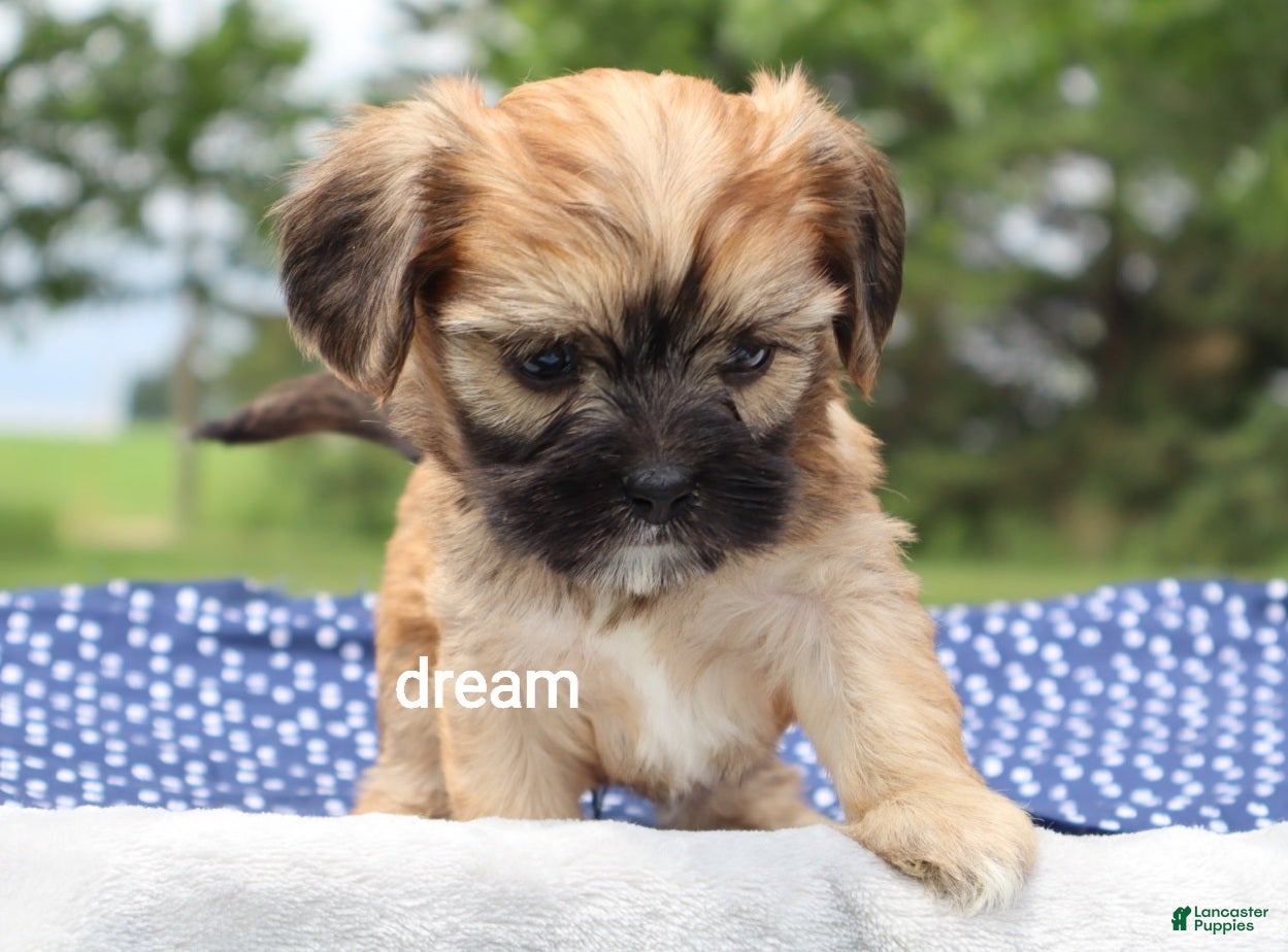 Mixed Breed dogs Nash - Ad 2