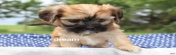 Mixed Breed dogs for sale: Nash - Ad 2