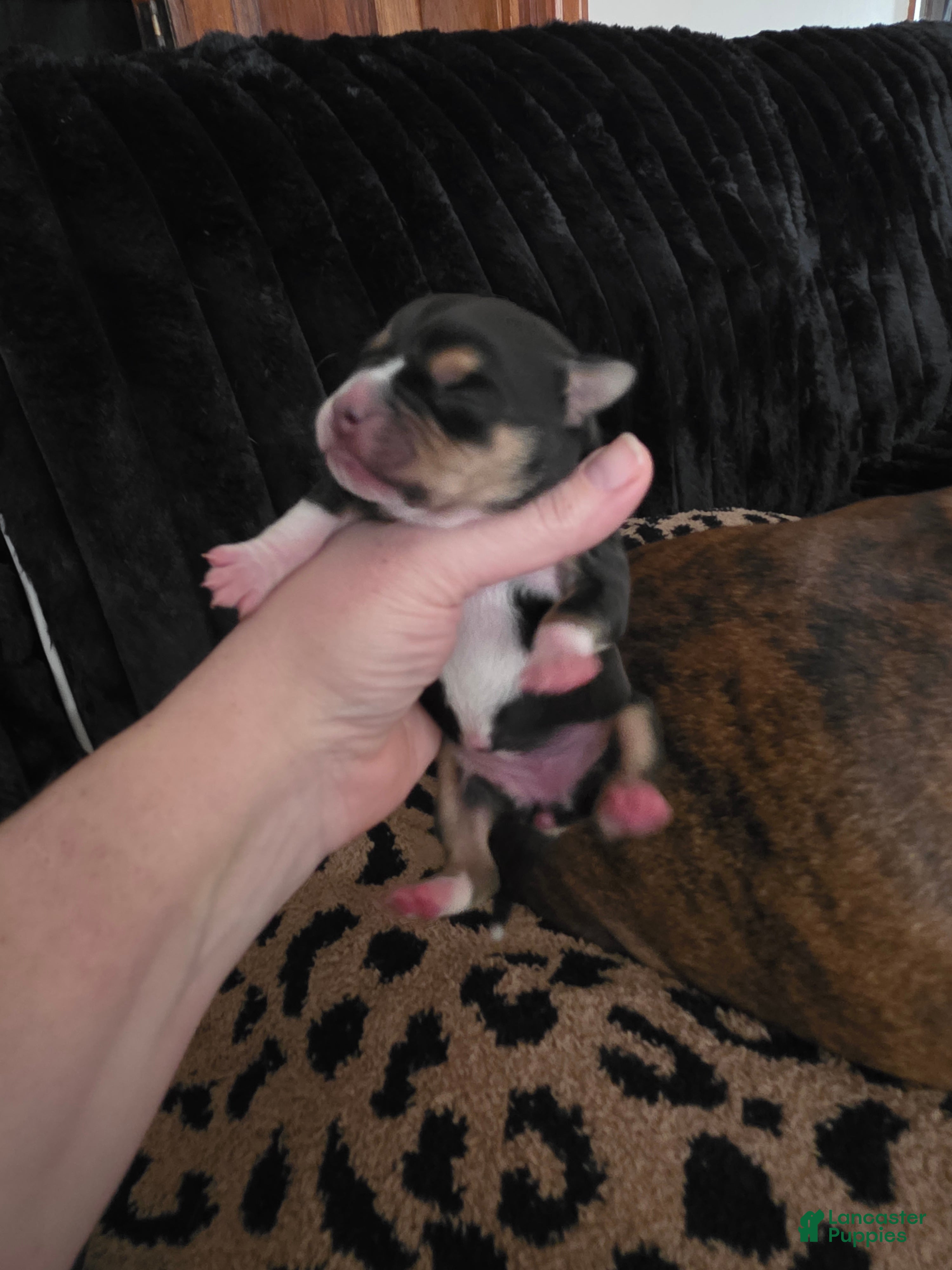 Beabull dogs Puppy 3 - Ad 17