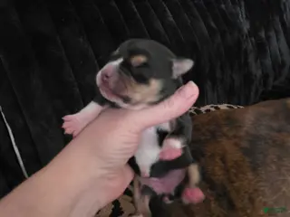 Beabull dogs Puppy 3 - Ad 17