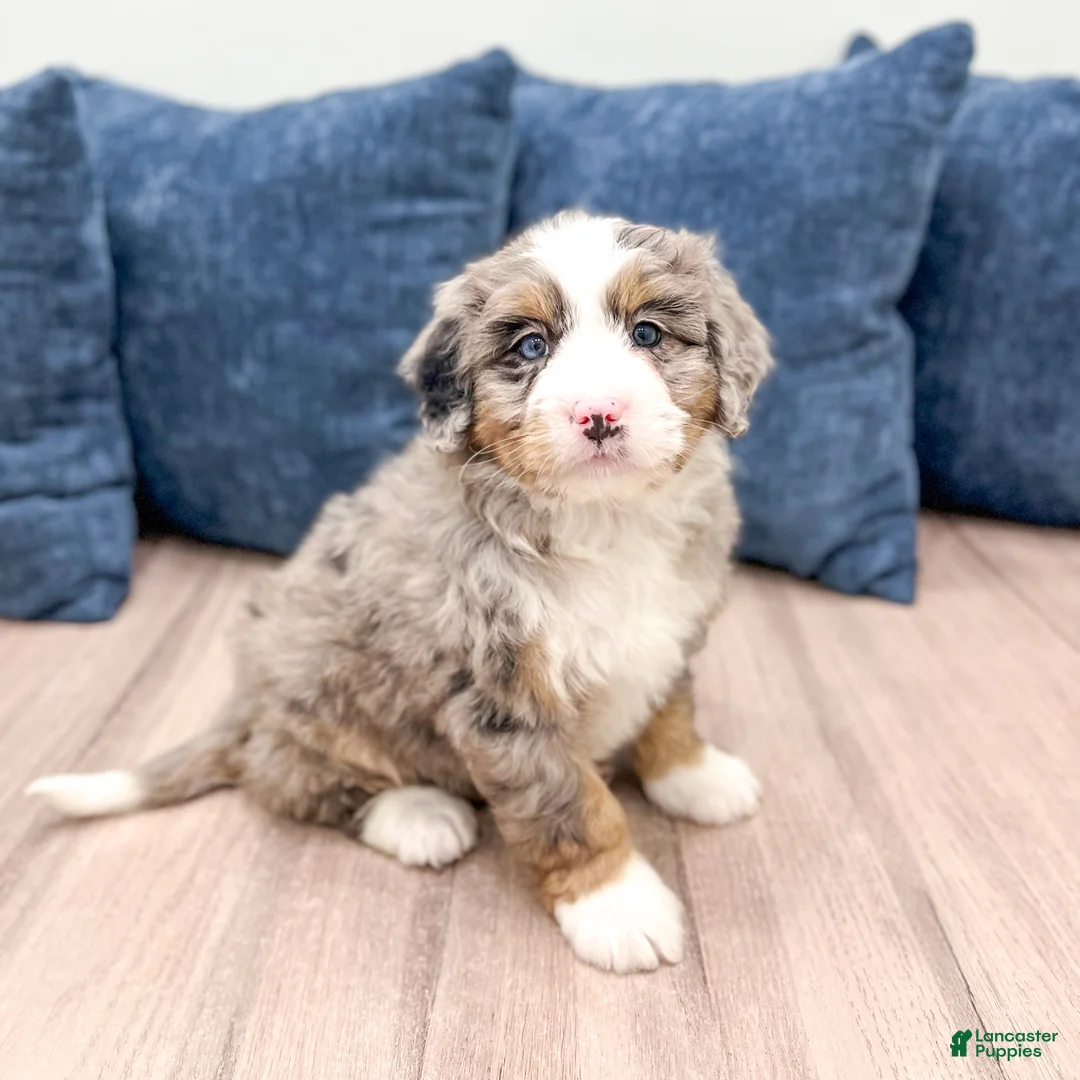 Mini Bernedoodle dogs for sale: Shelby - Ad 6