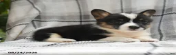 Welsh Corgi Pembroke dogs for sale: Willow - Ad 8