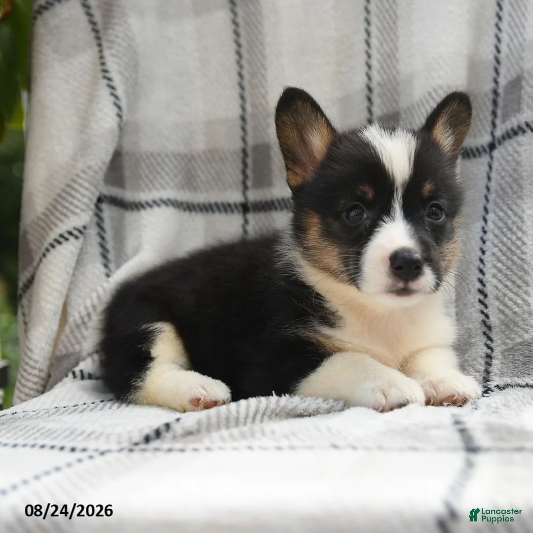 Welsh Corgi Pembroke dogs for sale: Willow - Ad 8