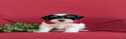 Havapoo dogs for sale: Raydar Hypoallergenic - Ad 2