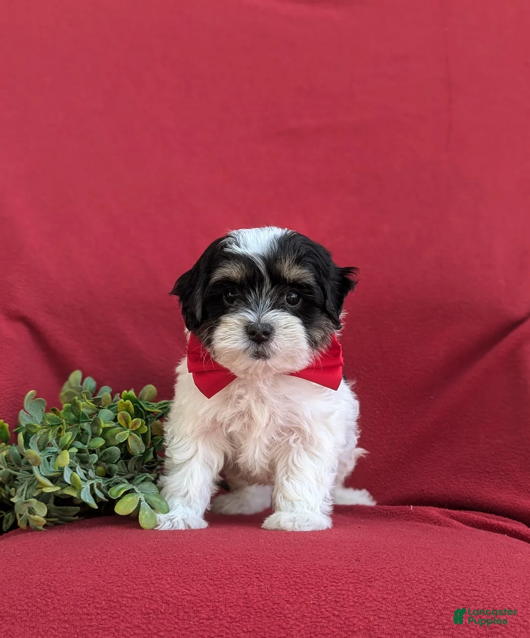 Havapoo dogs for sale: Raydar Hypoallergenic - Ad 2