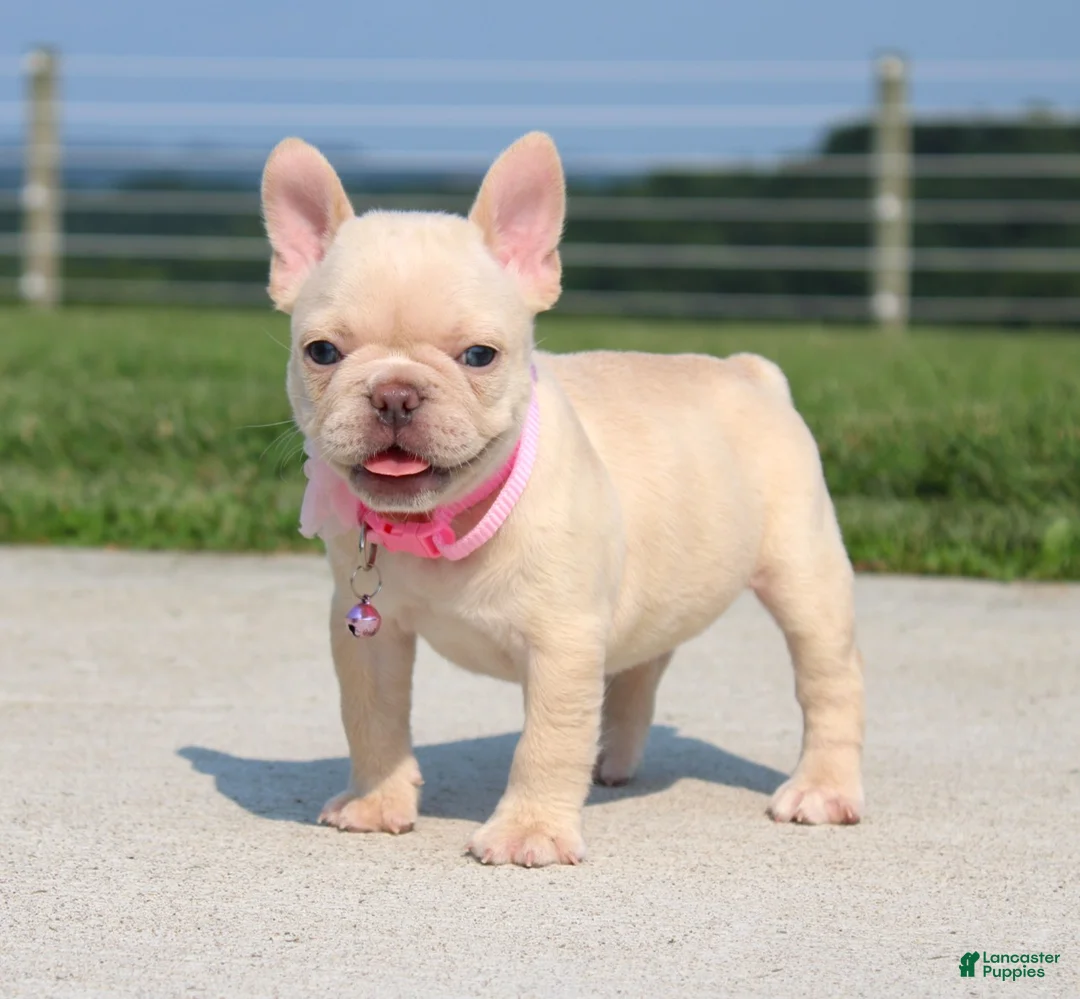 French Bulldog dogs for sale: Buttercup - Ad 1
