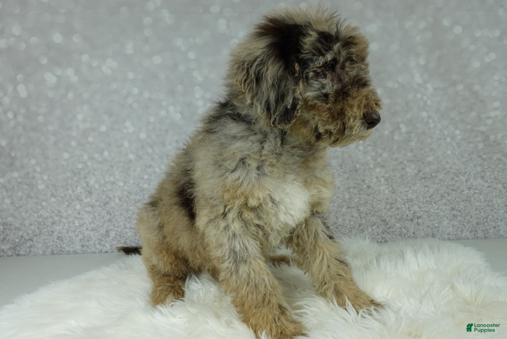 Newfypoo dogs Tucker - Ad 2