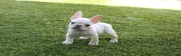 French Bulldog dogs for sale: Blanco French Bulldog  - Ad 1