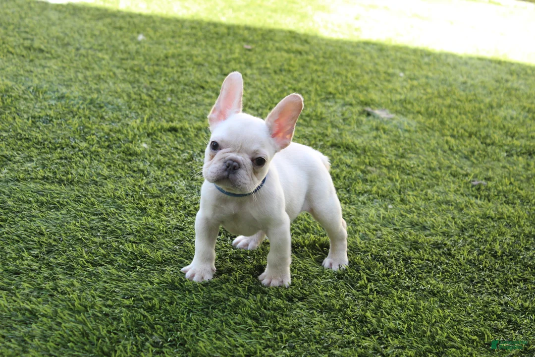 French Bulldog dogs for sale: Blanco French Bulldog  - Ad 1