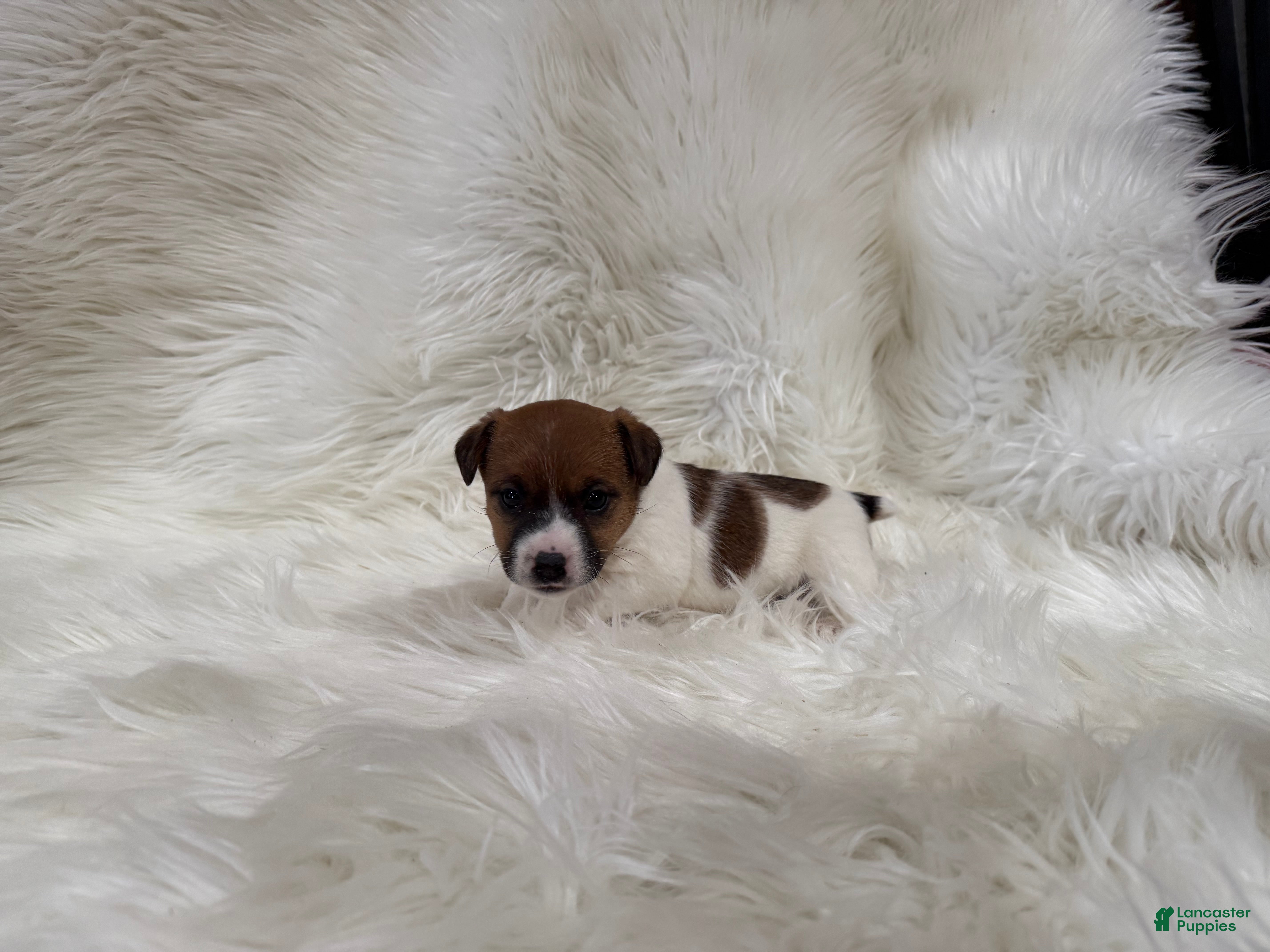 Jack Russell Terrier dogs Mia Puppy 3 - Ad 36