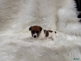 Jack Russell Terrier dogs Mia Puppy 3 - Ad 31