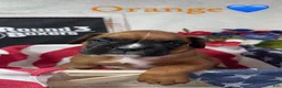 Boxer dogs for sale: Orange - Ad 1