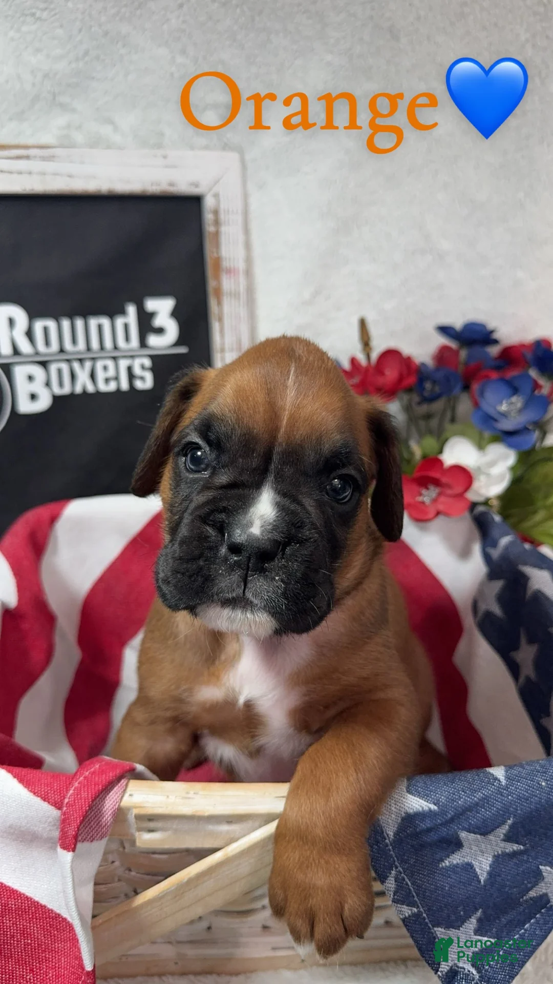 Boxer dogs for sale: Orange - Ad 1