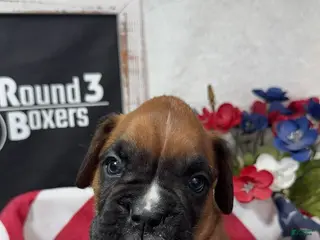 Boxer dogs Orange - Ad 24