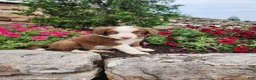 Border Collie dogs for sale: Jeffrey - Ad 3