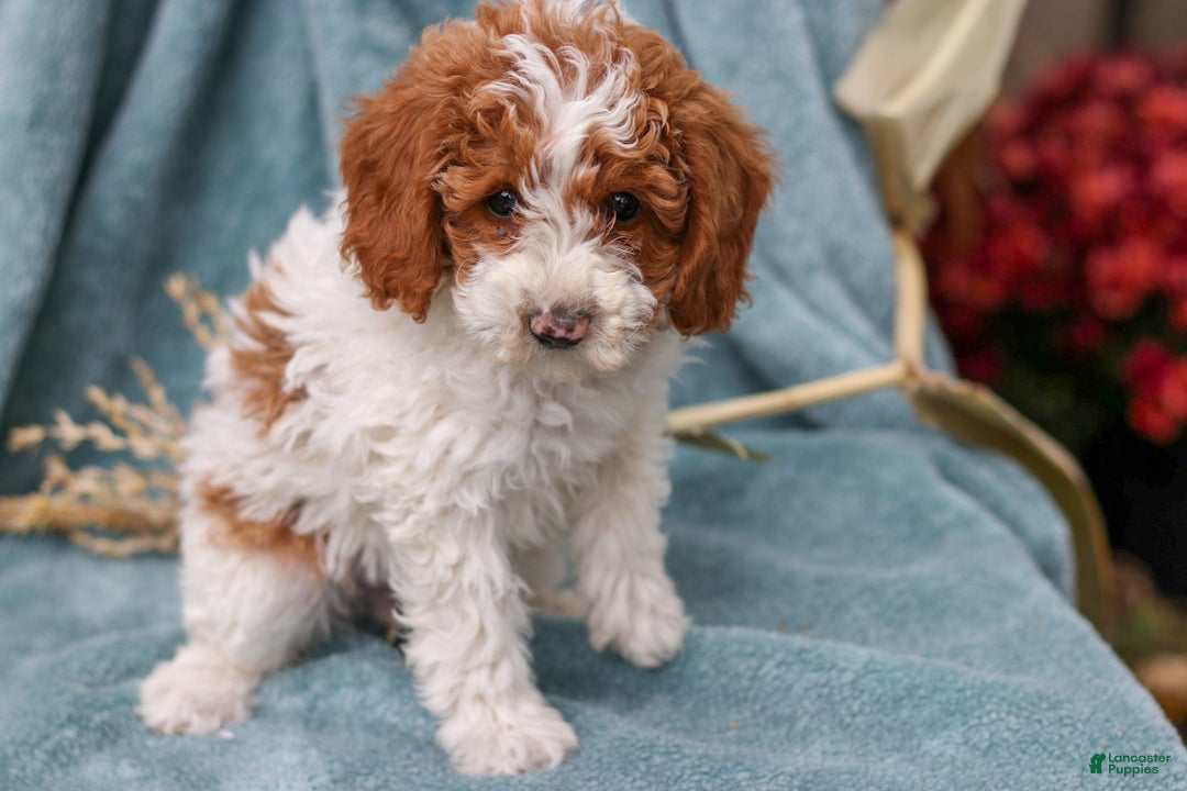 Miniature Poodle dogs for sale: Delilah - Ad 2