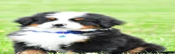 Bernese Mountain Dog dogs for sale: Robby - Ad 5
