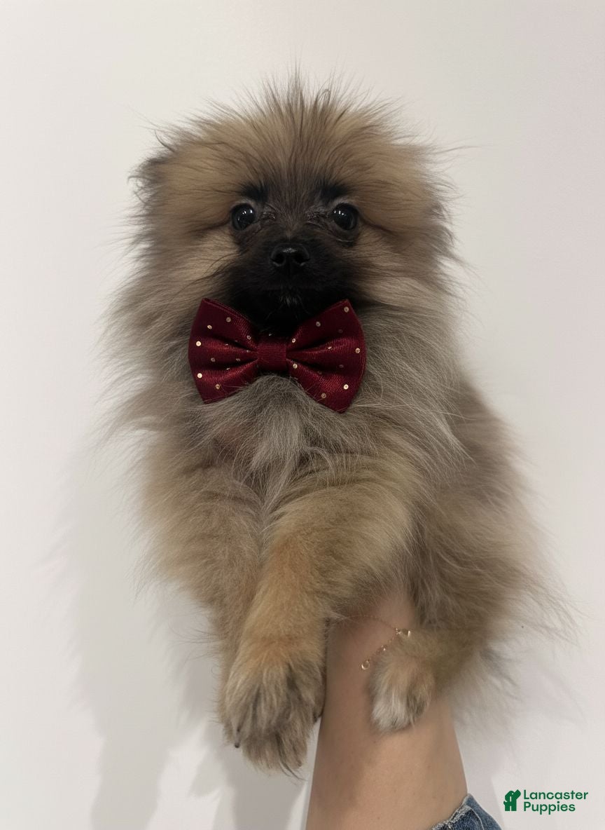 Pomeranian dogs Moose-Teacup, potty and crate training! - Ad 1