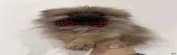 Pomeranian dogs for sale: Moose-Teacup, potty and crate training! - Ad 1