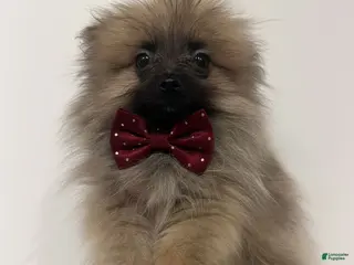 Pomeranian dogs for sale: Moose-Teacup, potty and crate training! - Ad 2