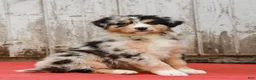 Australian Shepherd dogs for sale: Jimmy - Ad 3