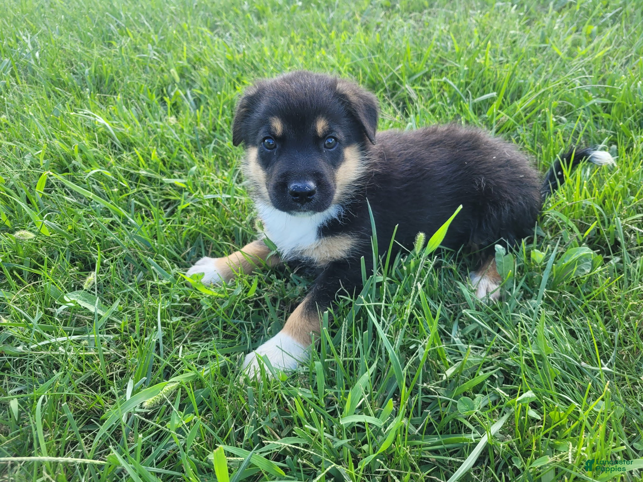 Sheprador dogs Max  - Ad 13