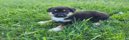 Sheprador dogs for sale: Max  - Ad 1