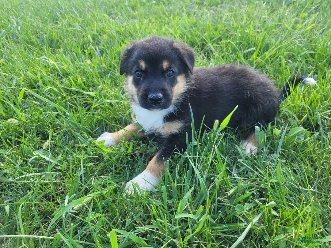 Sheprador dogs for sale: Max  - Ad 1