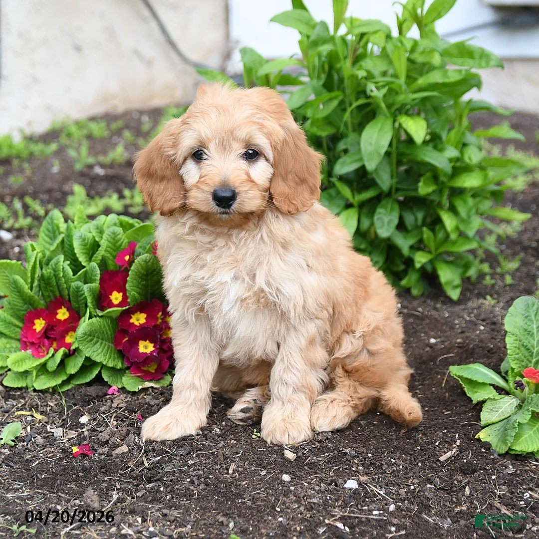 Mini Goldendoodle dogs for sale: Dusty  - Ad 1