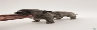 Chihuahua 1