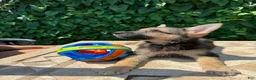 German Shepherd dogs for sale: Bonnie  - Ad 3