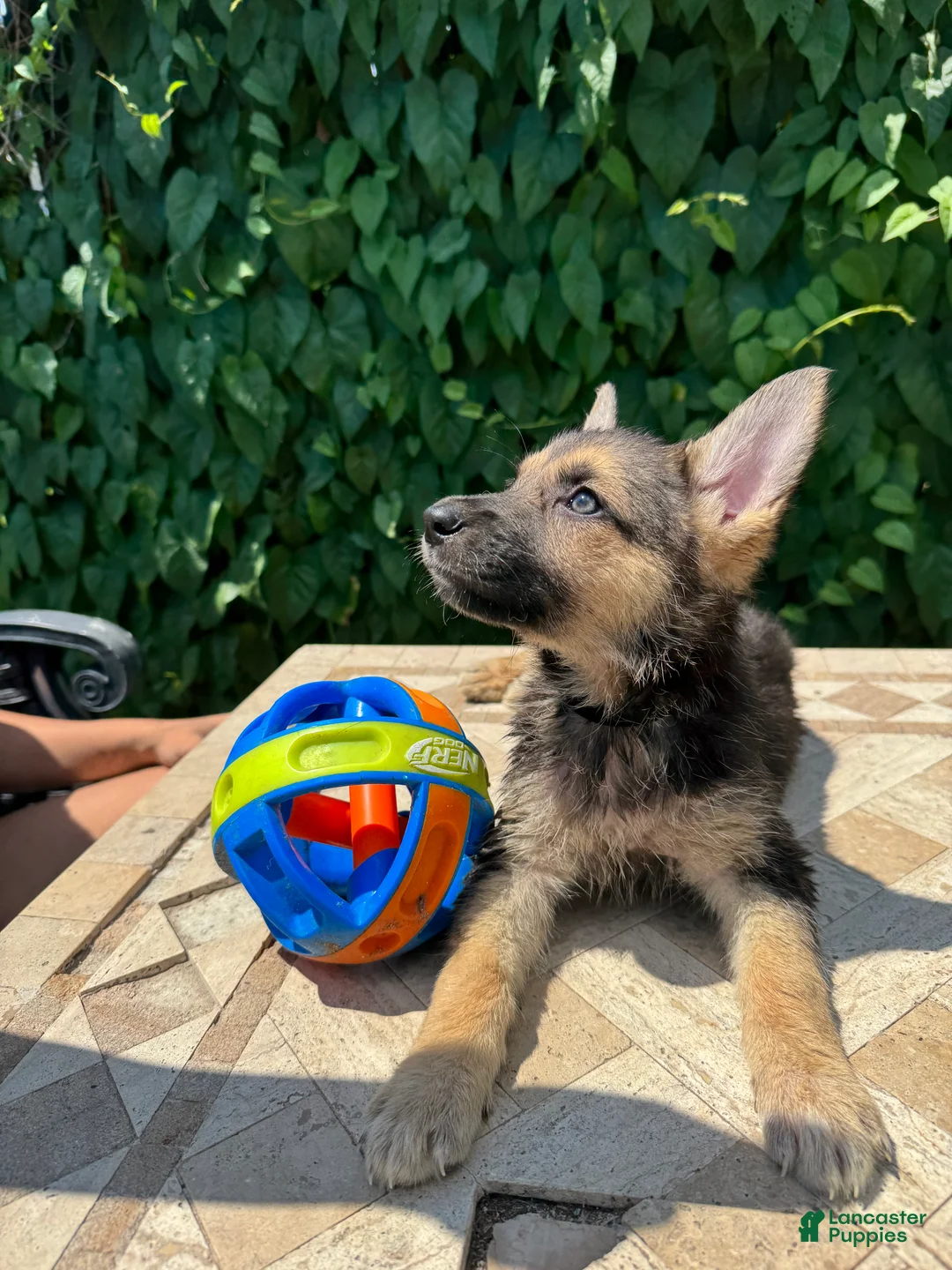 German Shepherd dogs for sale: Bonnie  - Ad 3