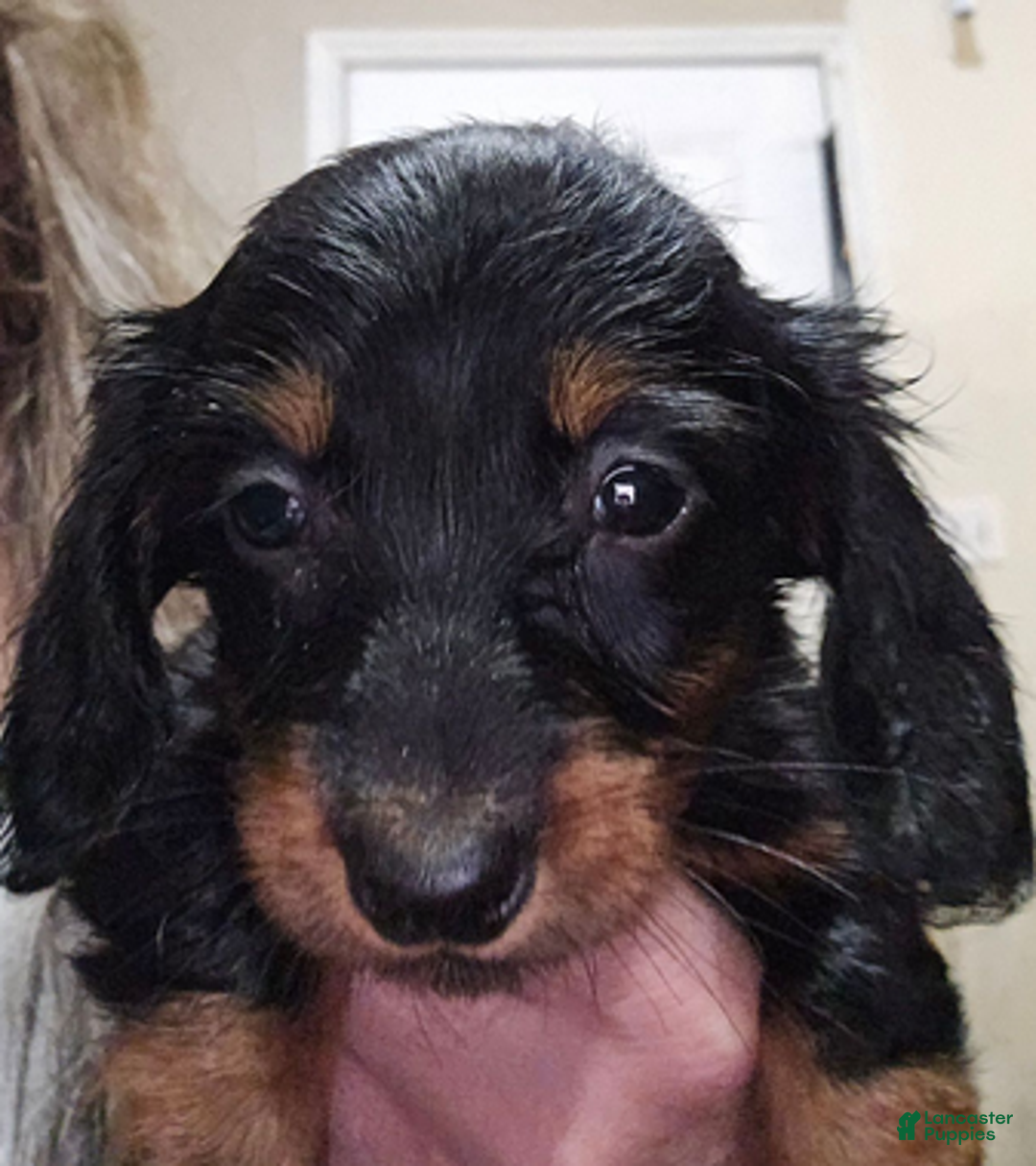 Dachshund dogs for sale: Bigger girl - Ad 7