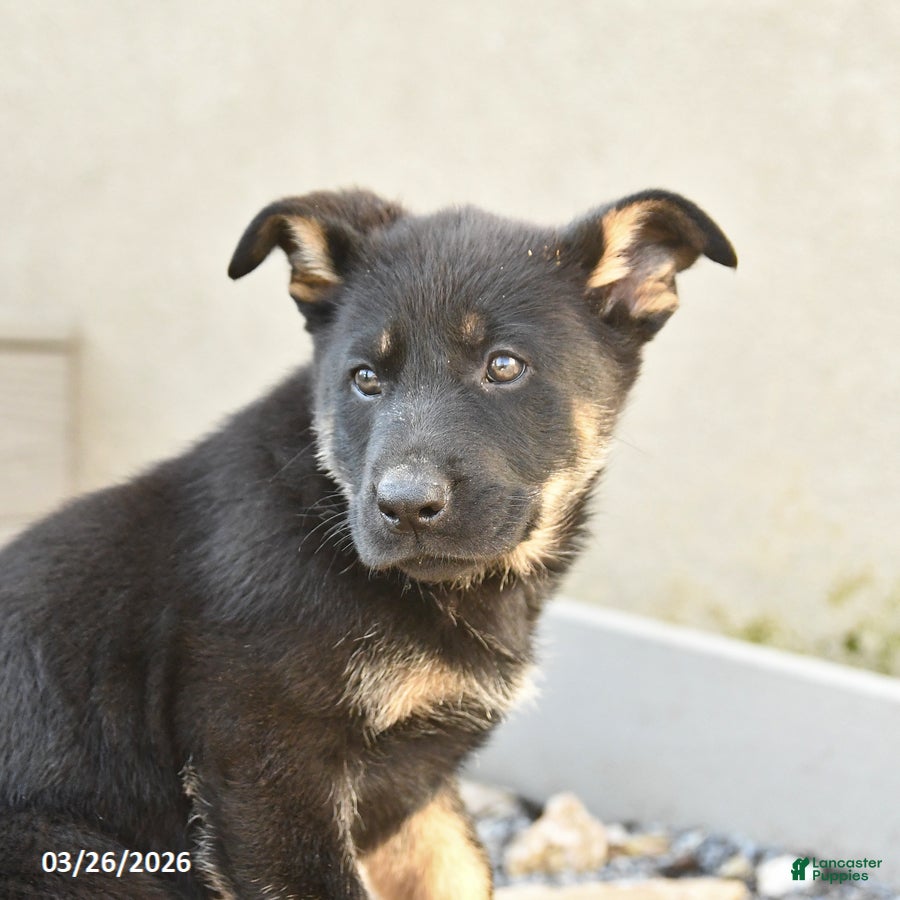 Mixed Breed dogs Scarlet - Ad 2