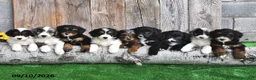 Mini Aussiedoodle dogs for sale: Joy - Ad 5