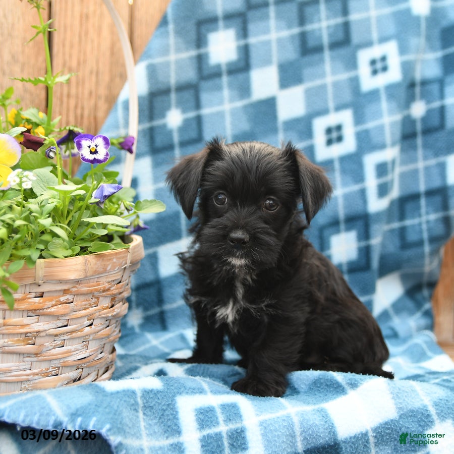 Mixed Breed dogs Shadow - Ad 2