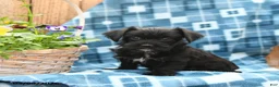 Mixed Breed dogs for sale: Shadow - Ad 2