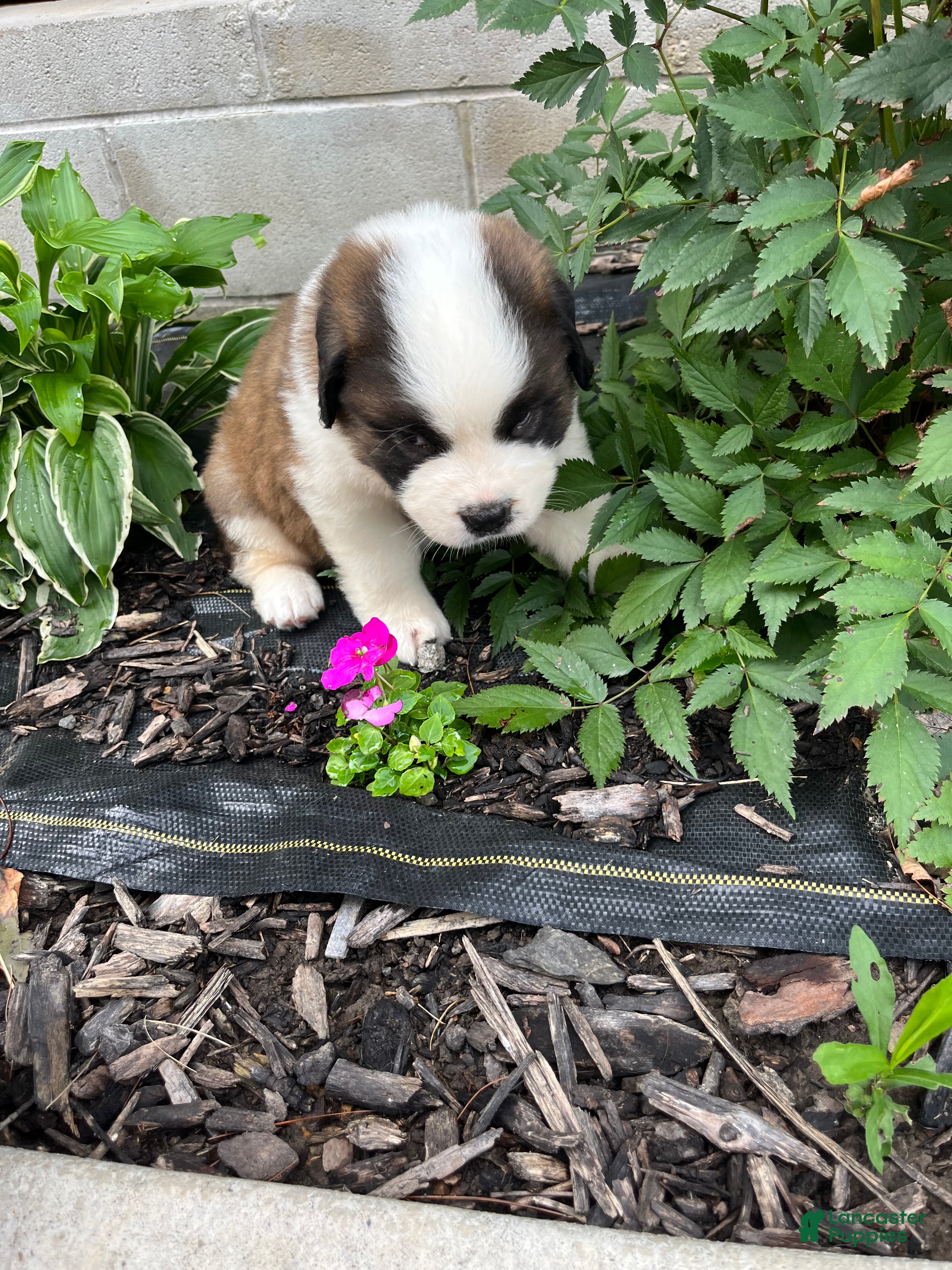 Saint Bernard dogs Saint Bernard 9 - Ad 2