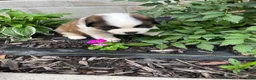 Saint Bernard dogs for sale: Saint Bernard 9 - Ad 2
