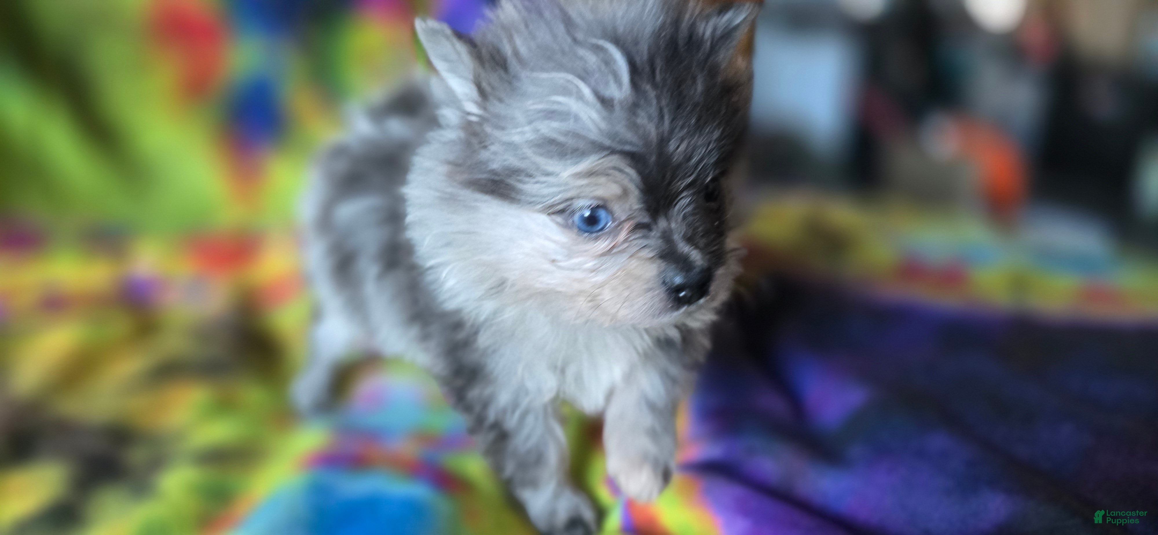Pomeranian dogs Xavier Teacup  - Ad 2