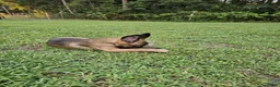 Mixed Breed dogs for sale: Bunny - Ad 3