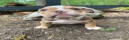 Mixed Breed dogs for sale: Tank - Ad 6