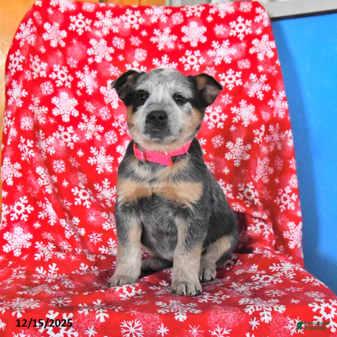 Australian Cattle Dog dogs for sale: Joy - Ad 3