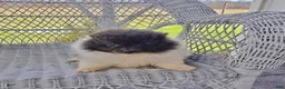 Pomeranian dogs for sale: Casey - Ad 3
