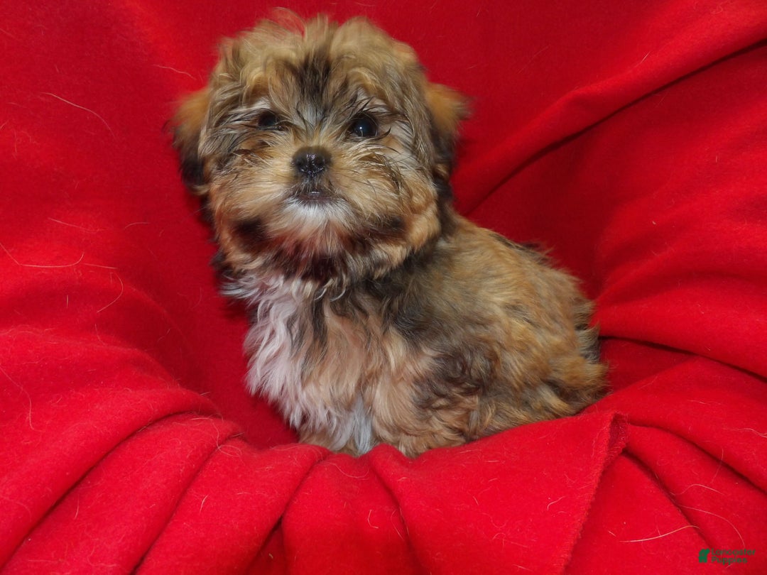 Shorkie dogs for sale: Jackson - Ad 3